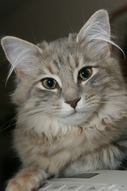 Zenfolio | Digipixels Photography | Anna's Cats | Photo 4